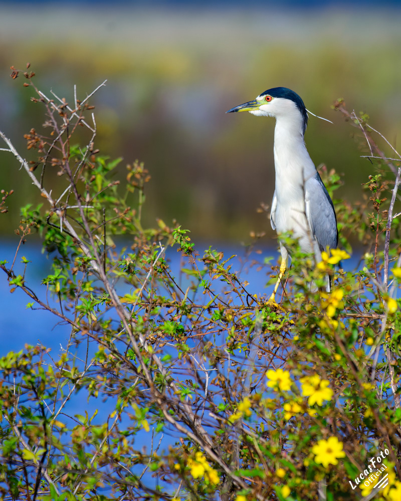 Black-crowned Night Heron