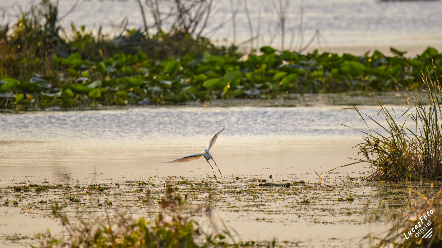 Snowy Egret
