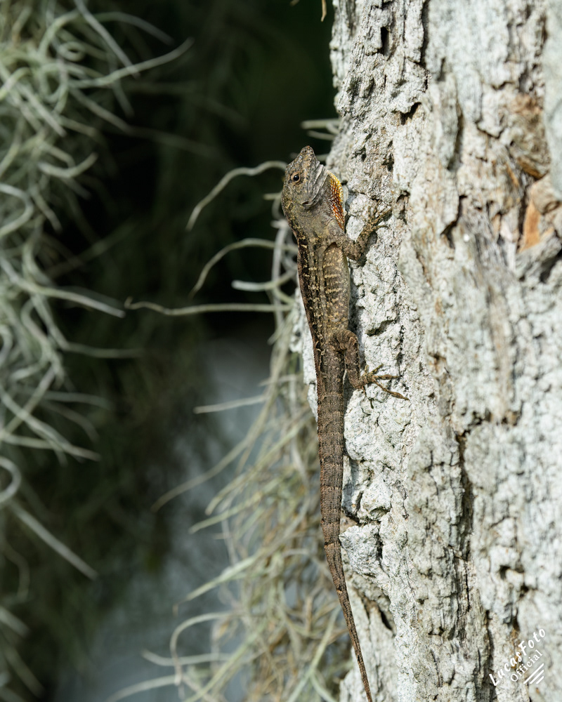 Cuban brown anole