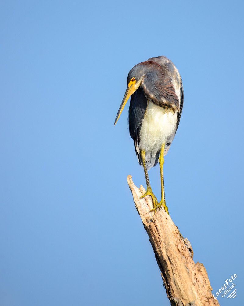 Tricolored Heron