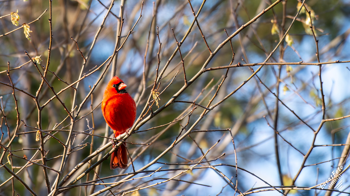 Northern Cardinal