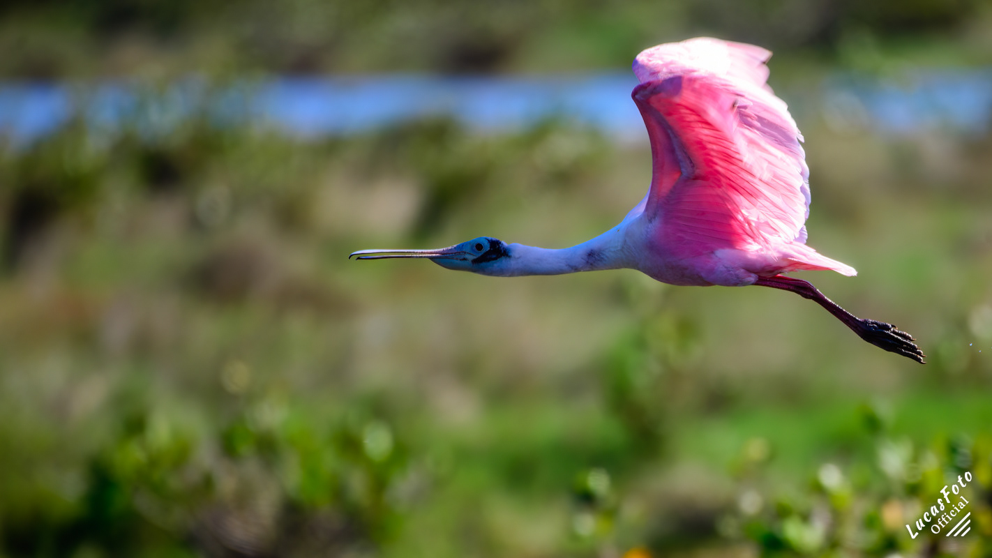 Roseate Spoonbill