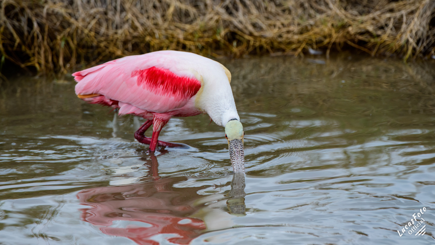 Roseate Spoonbill