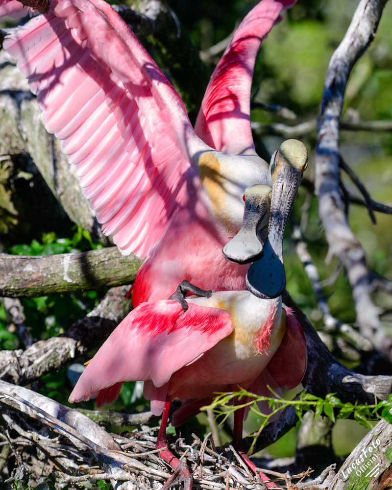 Roseate Spoonbill