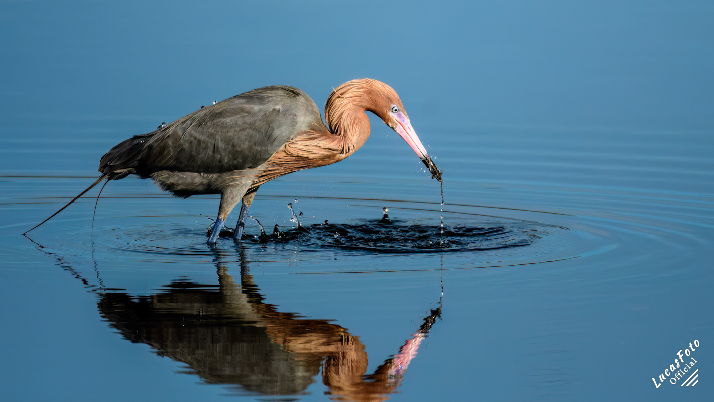 Reddish Egret