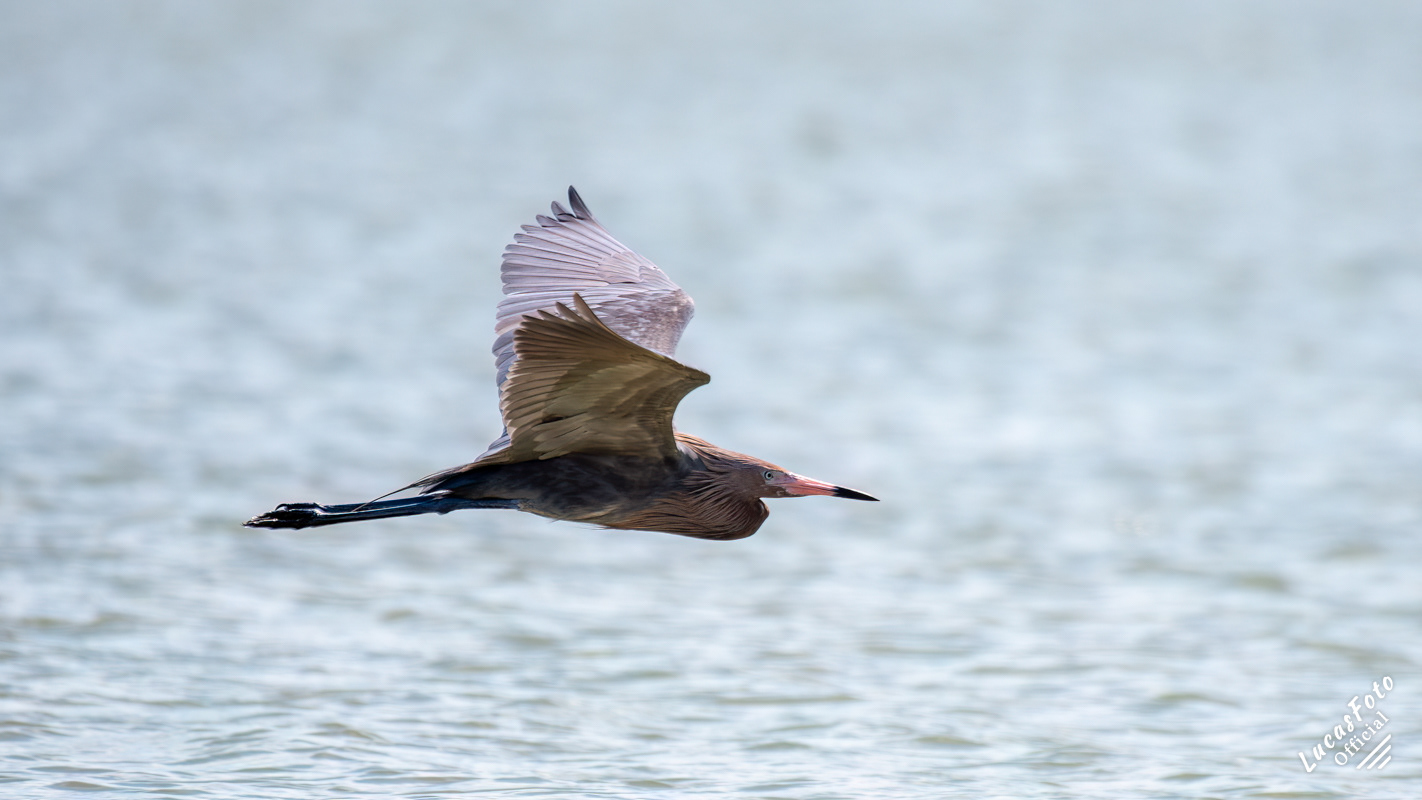 Reddish Egret