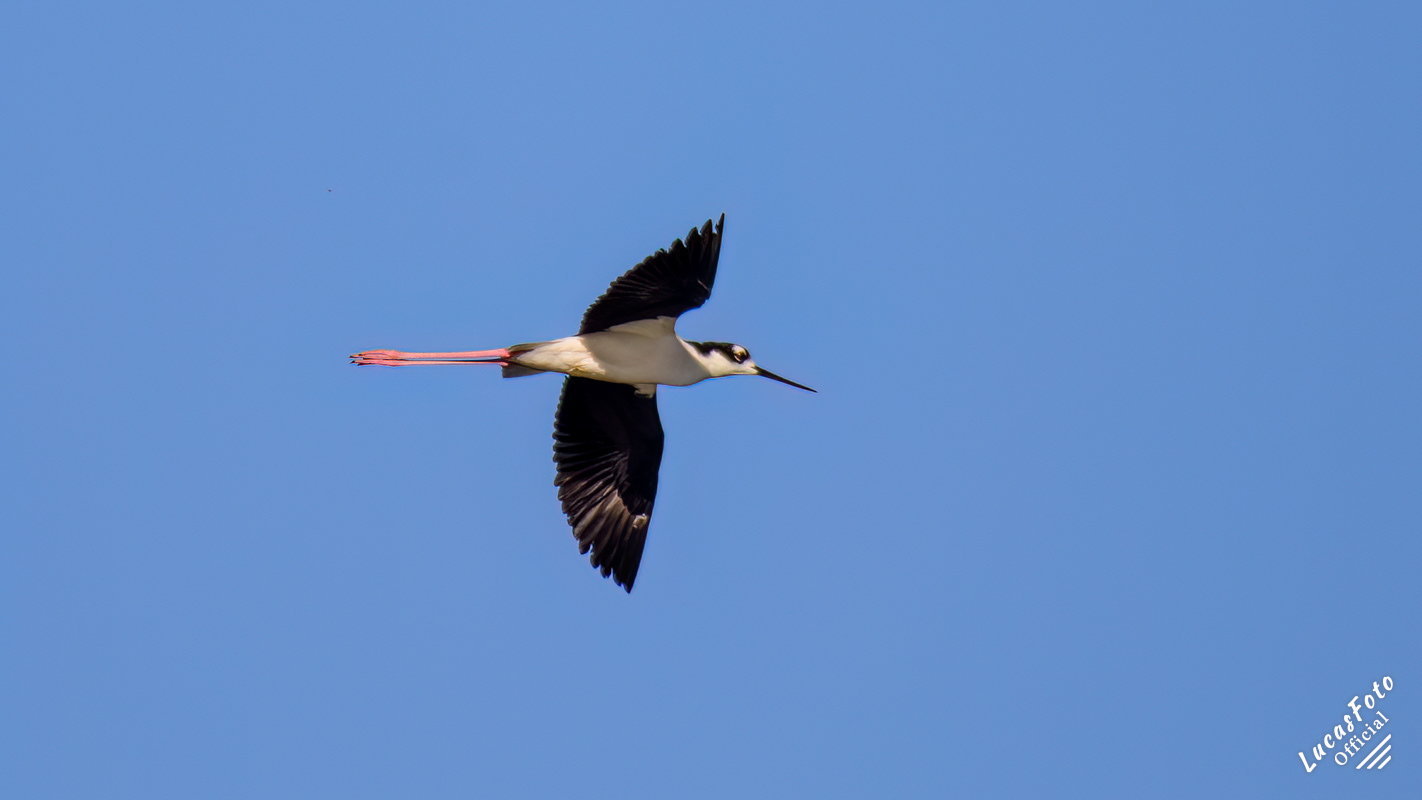 Black-necked Stilt