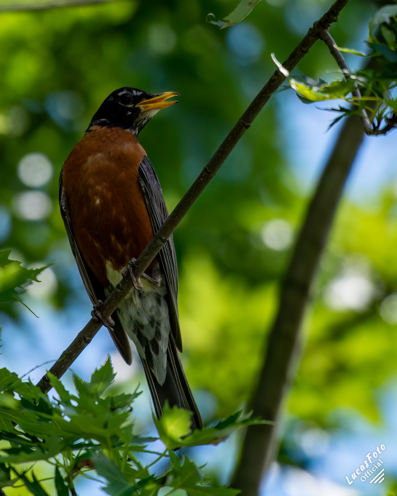 American Robin