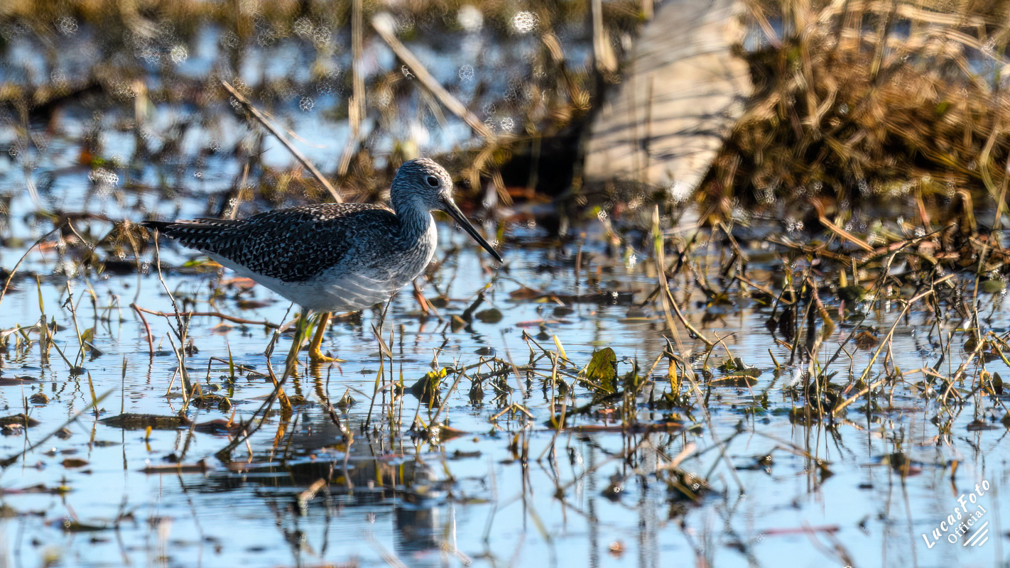 Greater Yellowlegs