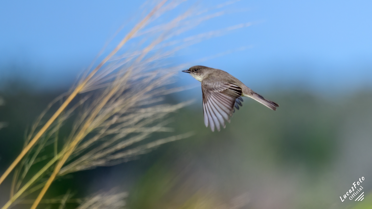 Eastern phoebe