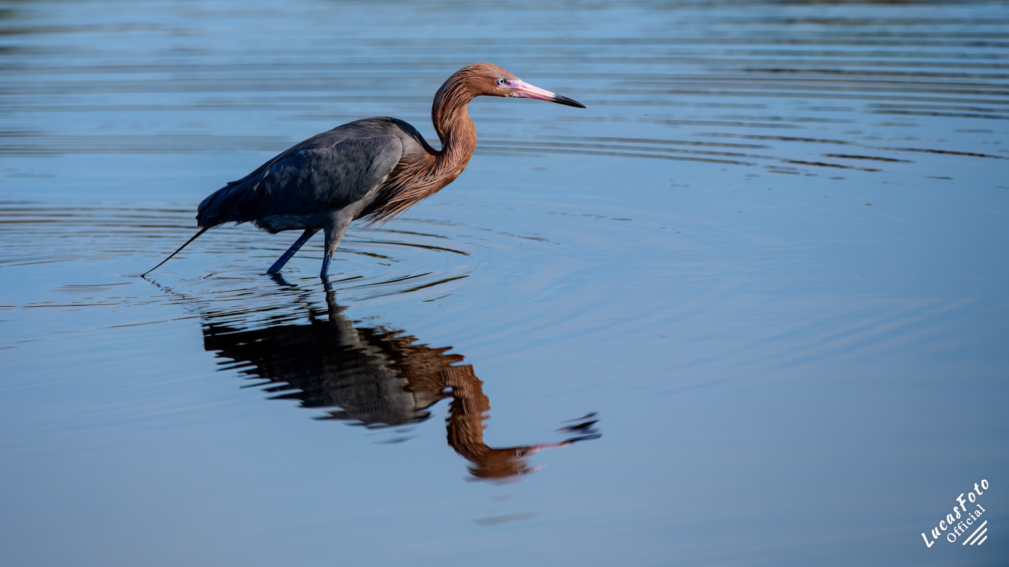 Reddish Egret