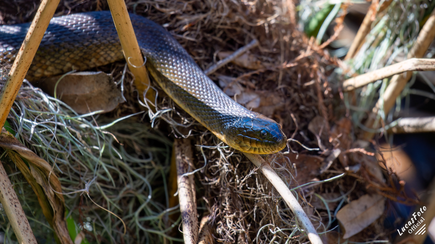 Florida Green Watersnake