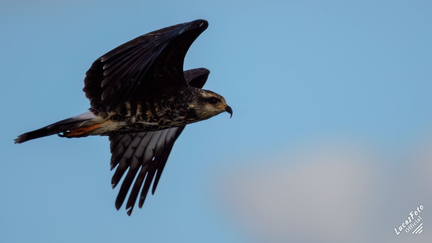 Snail Kite