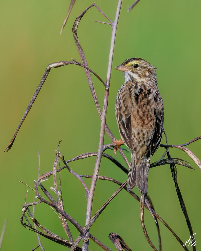 Savannah Sparrow