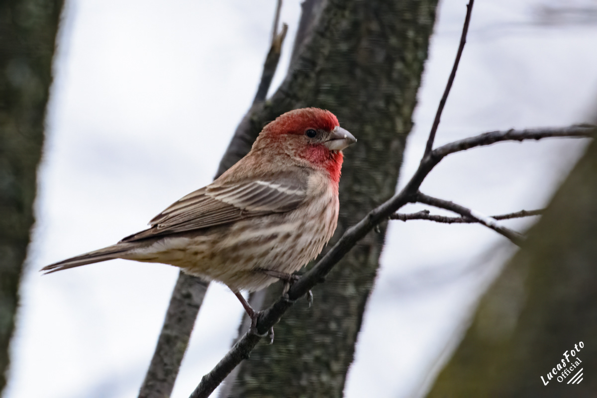 House Finch