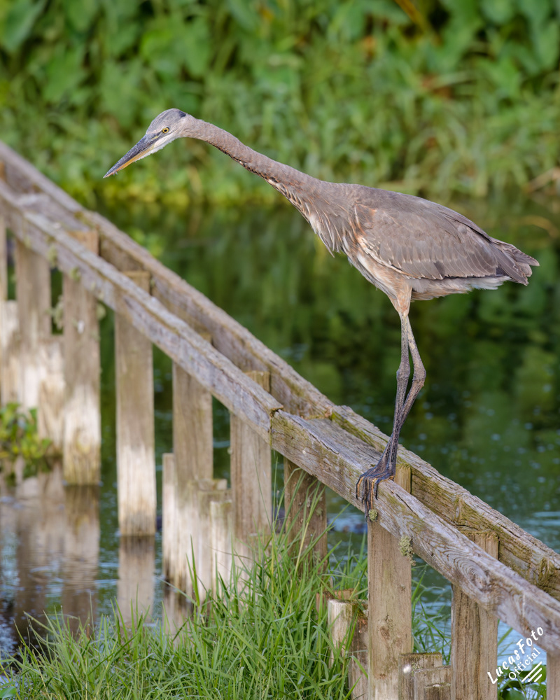 Great Blue Heron
