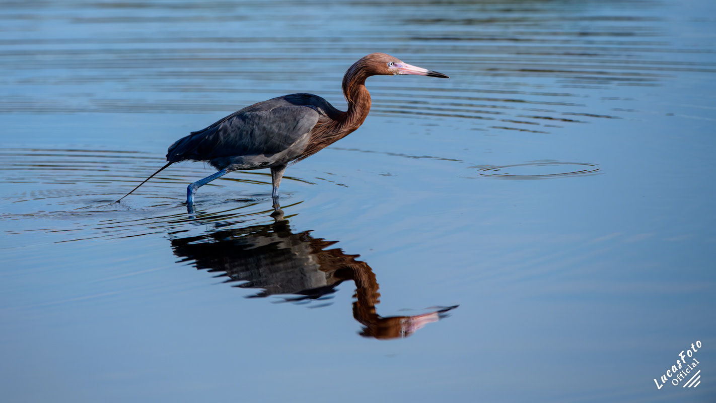 Reddish Egret