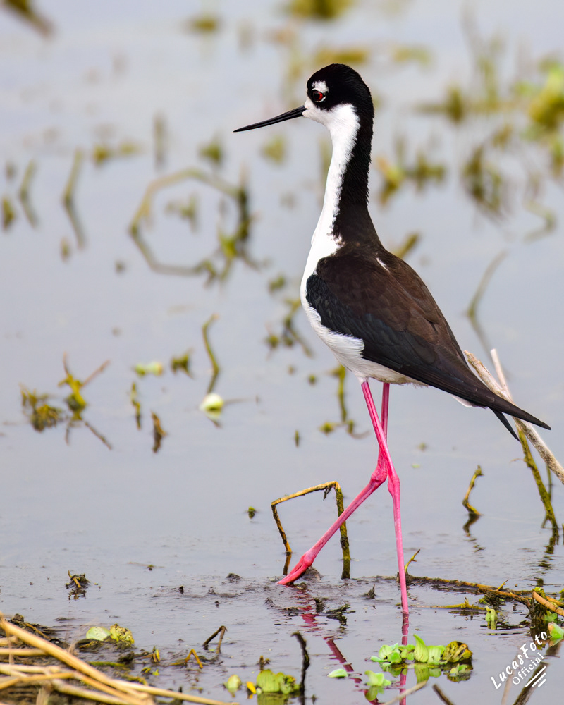 Black-necked Stilt