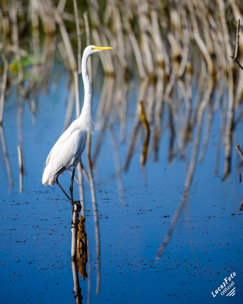 Great Egret