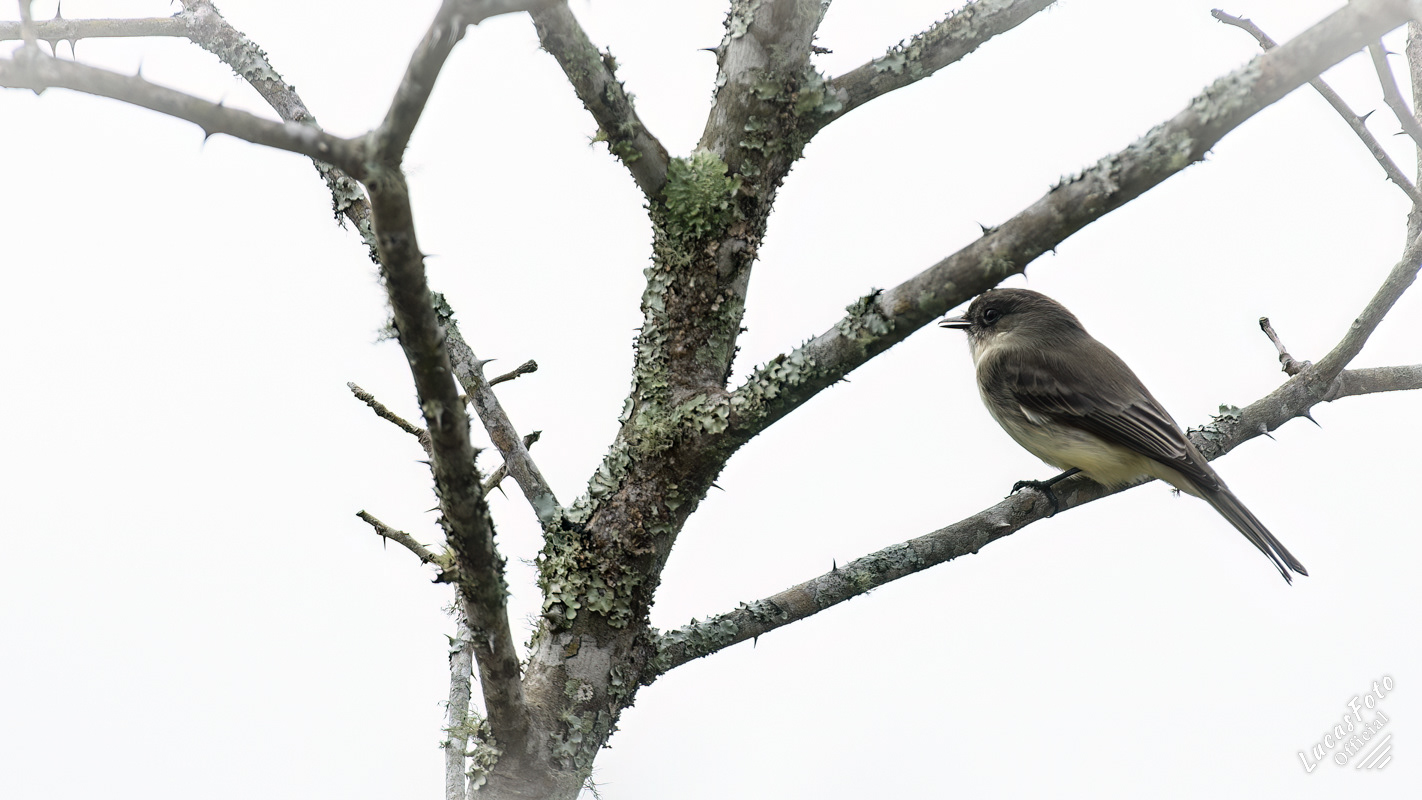 Eastern Phoebe