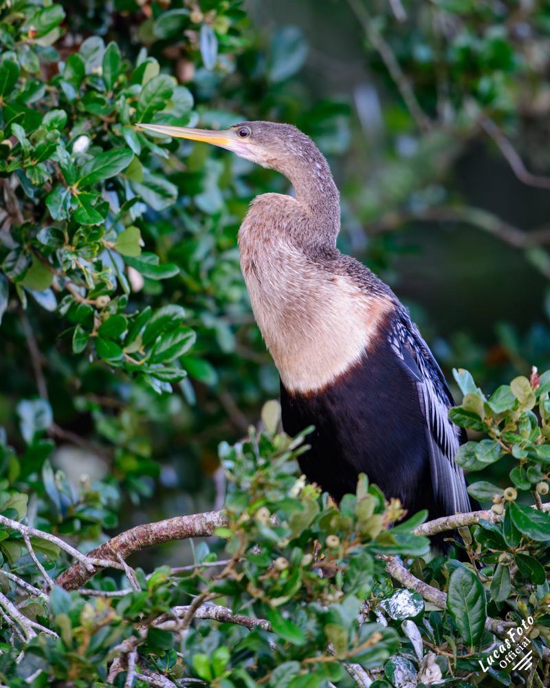 Anhinga