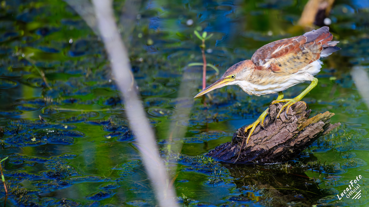 Least Bittern
