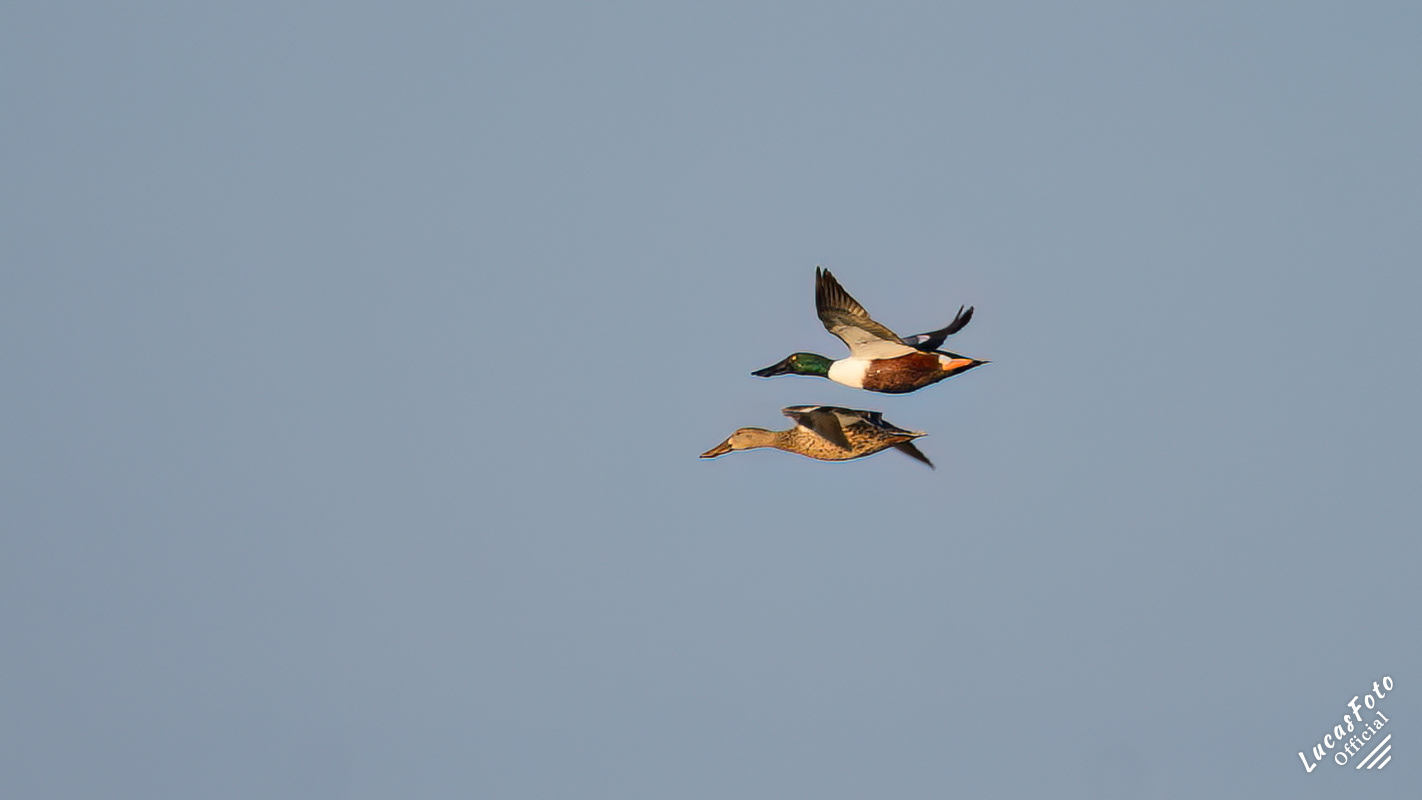 Northern Shoveler