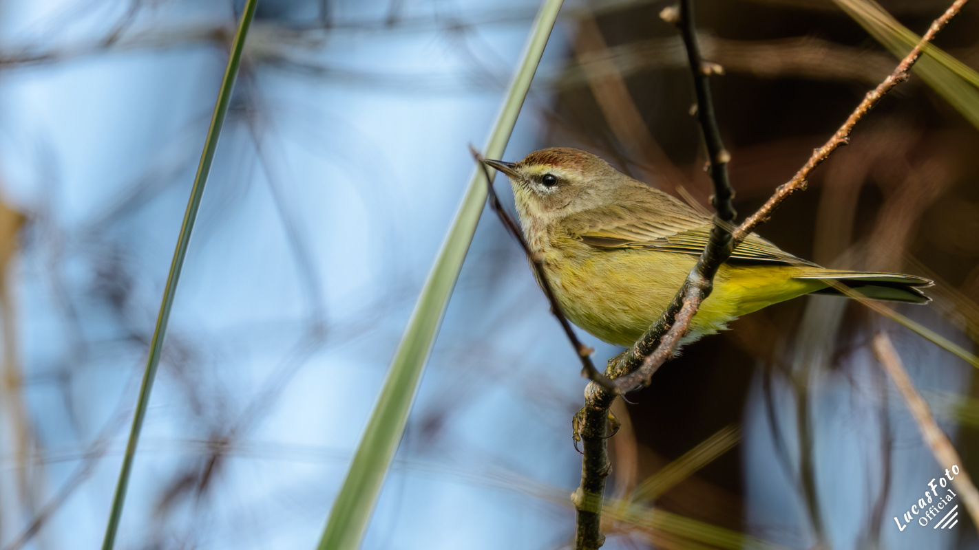 Palm Warbler