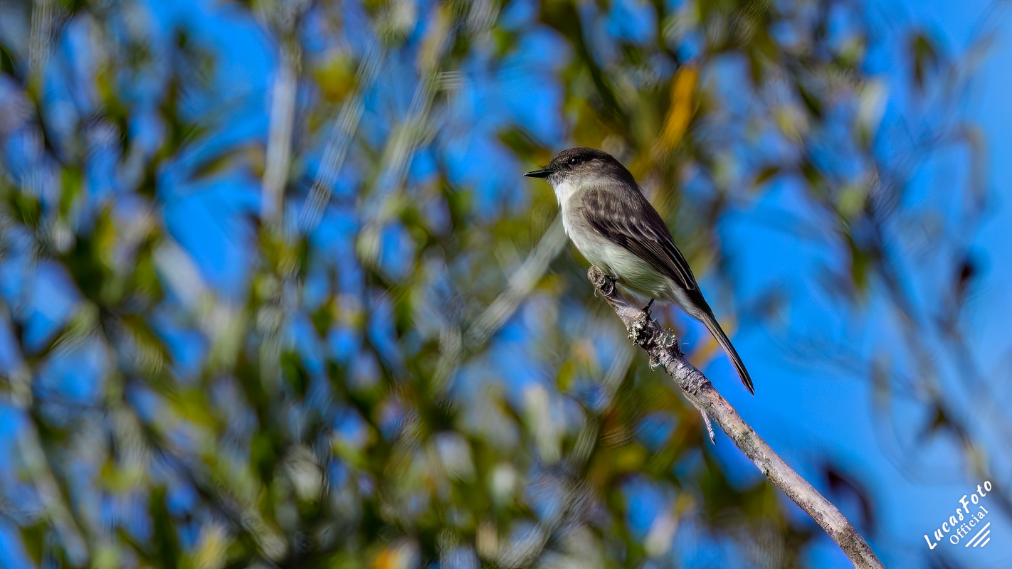 Eastern Phoebe