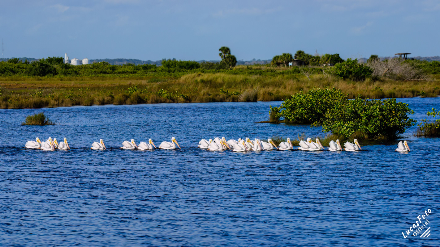 American White Pelican