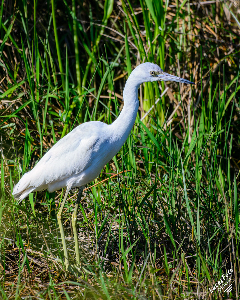 Little Blue Heron