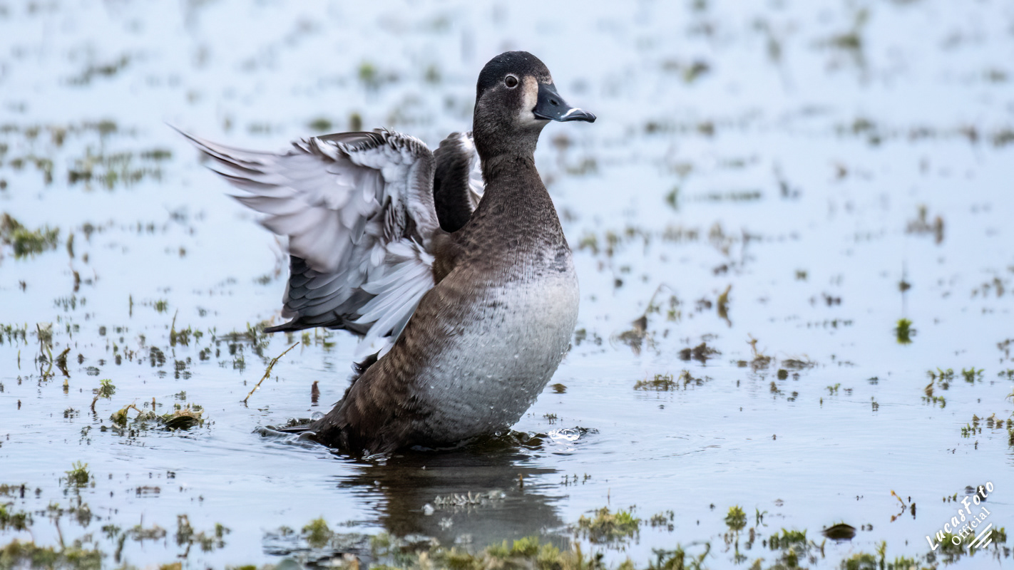 Ring-necked Duck
