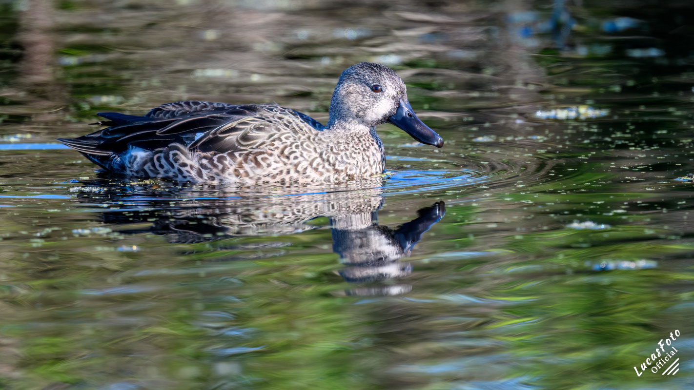 Blue-winged Teal