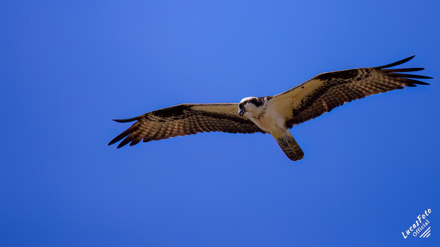 Osprey