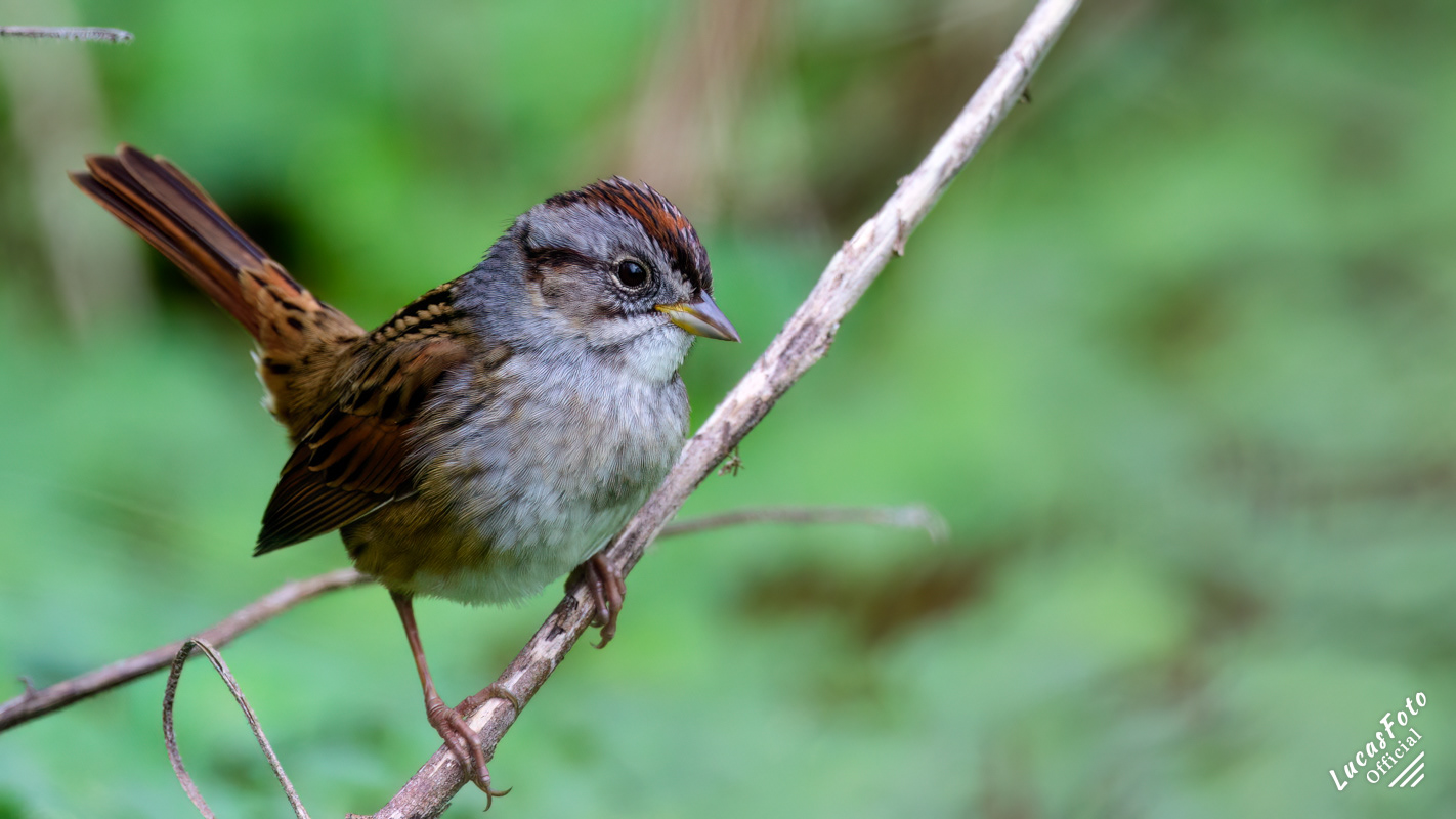 Swamp Sparrow