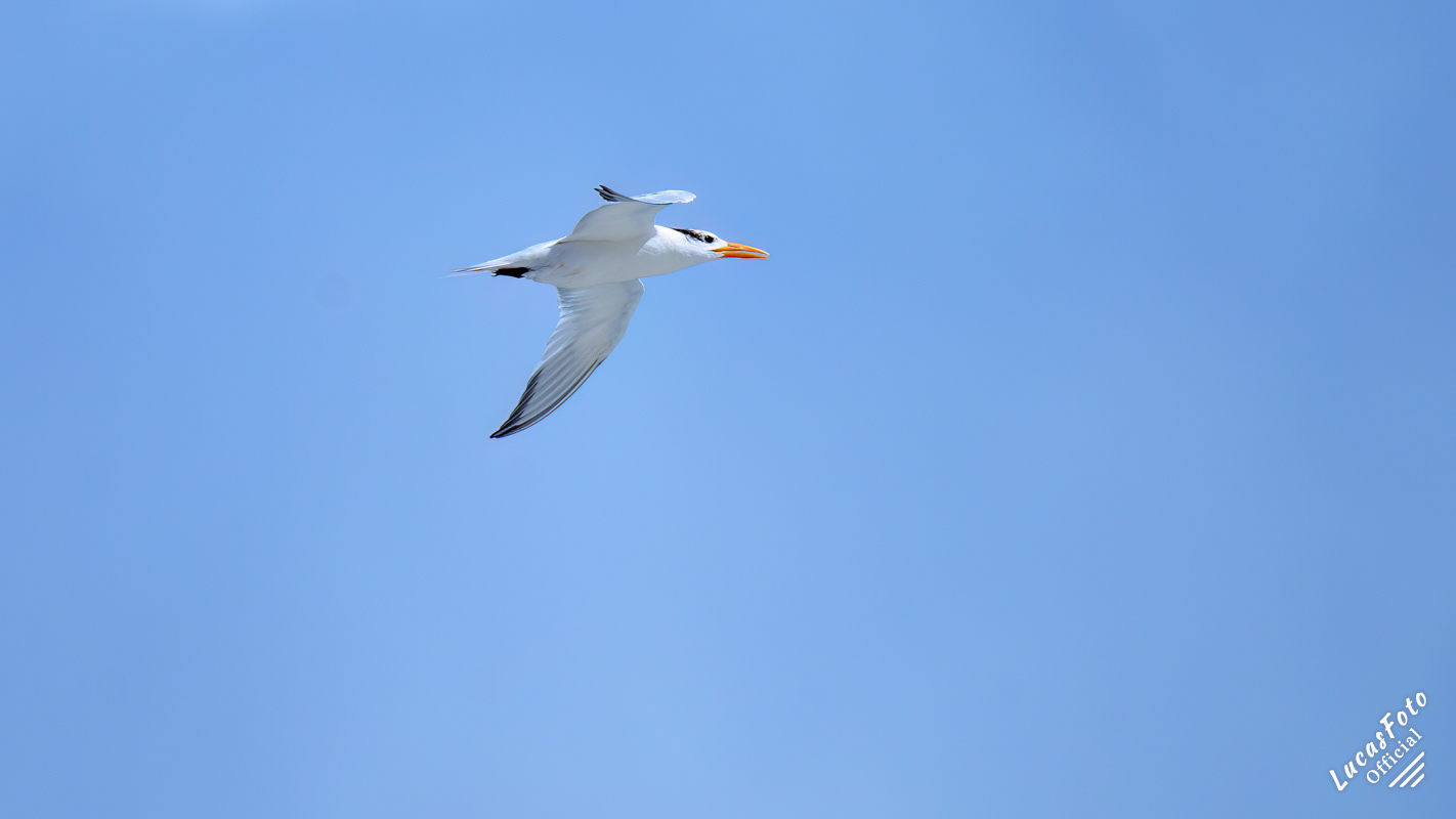 Royal Tern