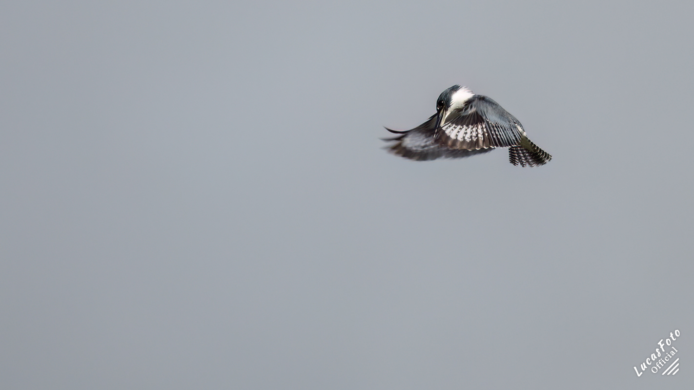 Belted Kingfisher
