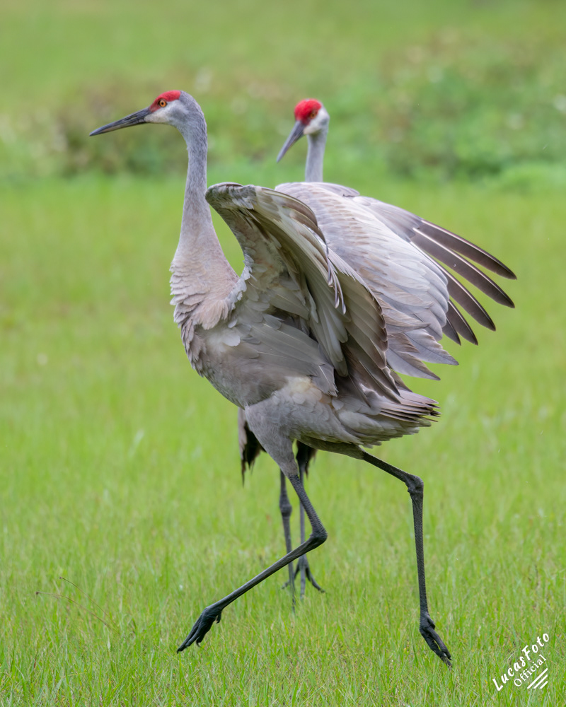 Sandhill Crane