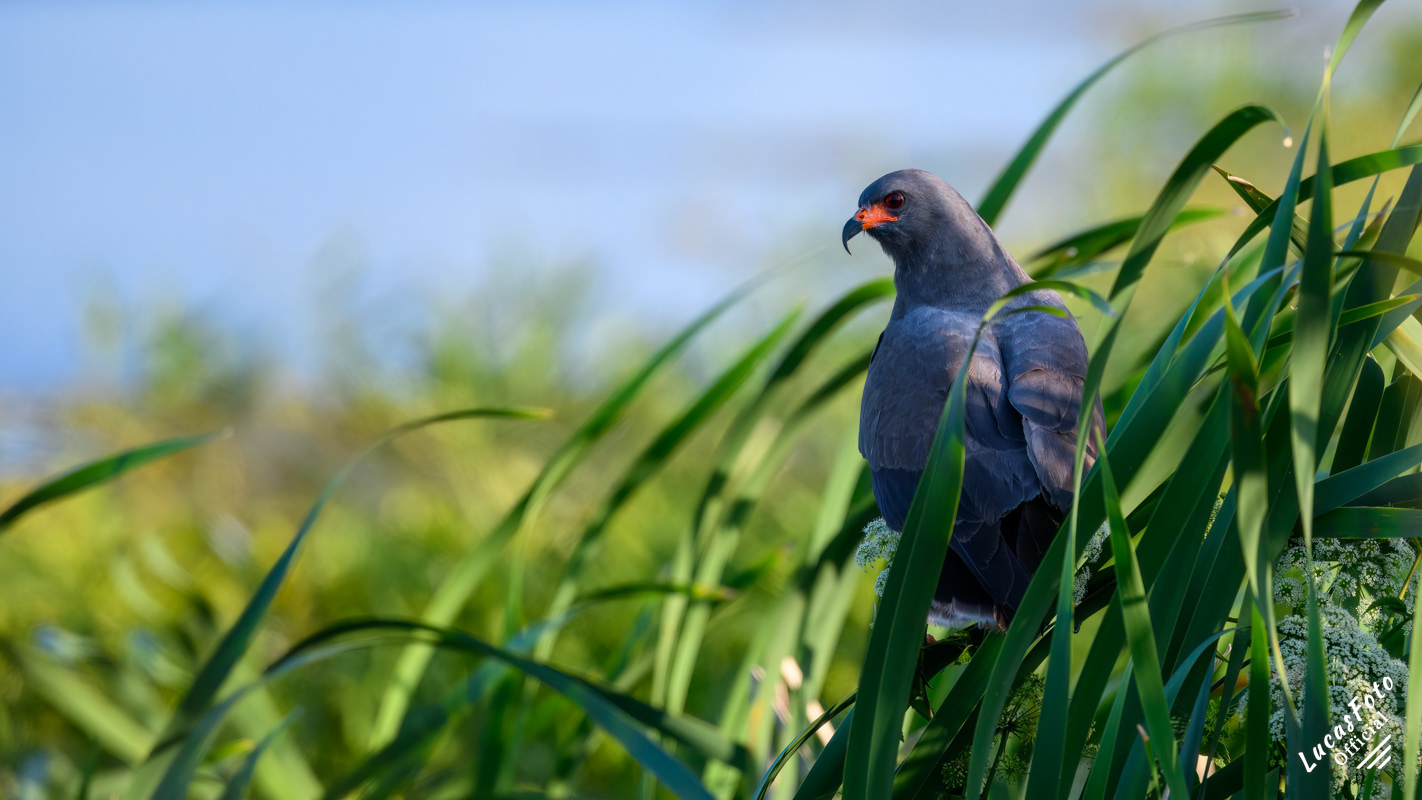 Snail Kite