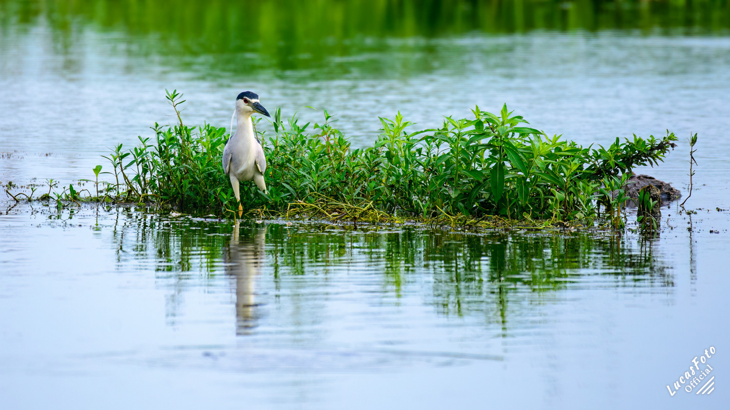 Black-crowned Night Heron