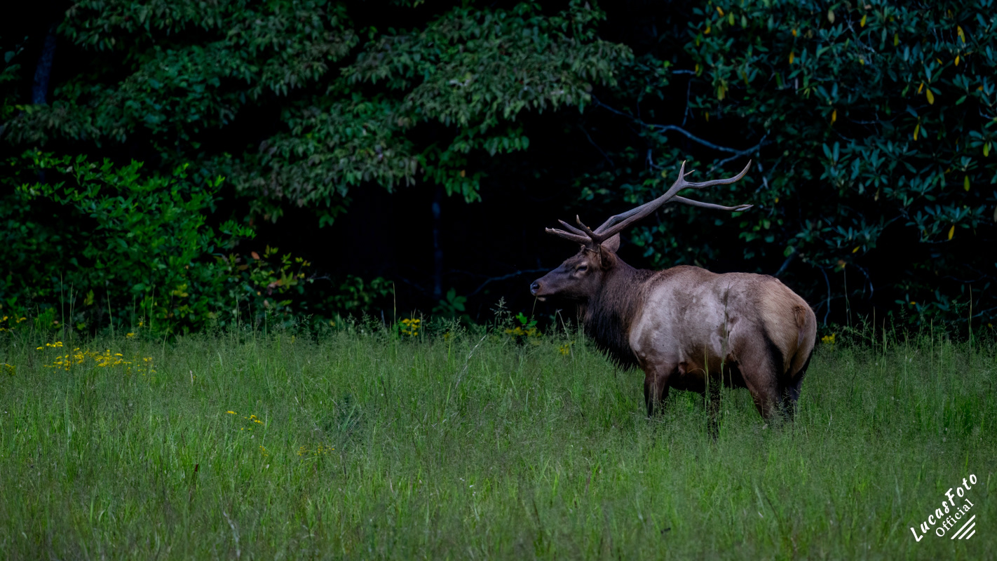 Elk