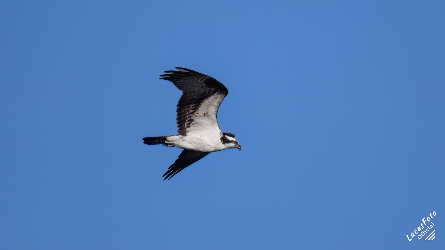 Osprey