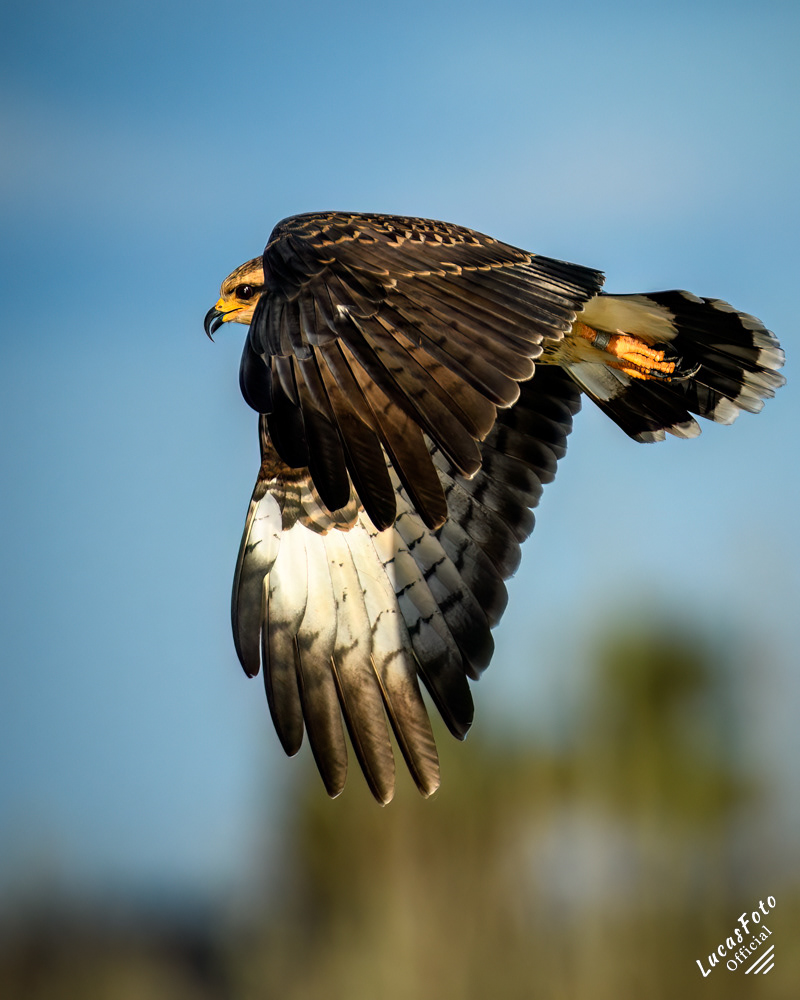Snail Kite