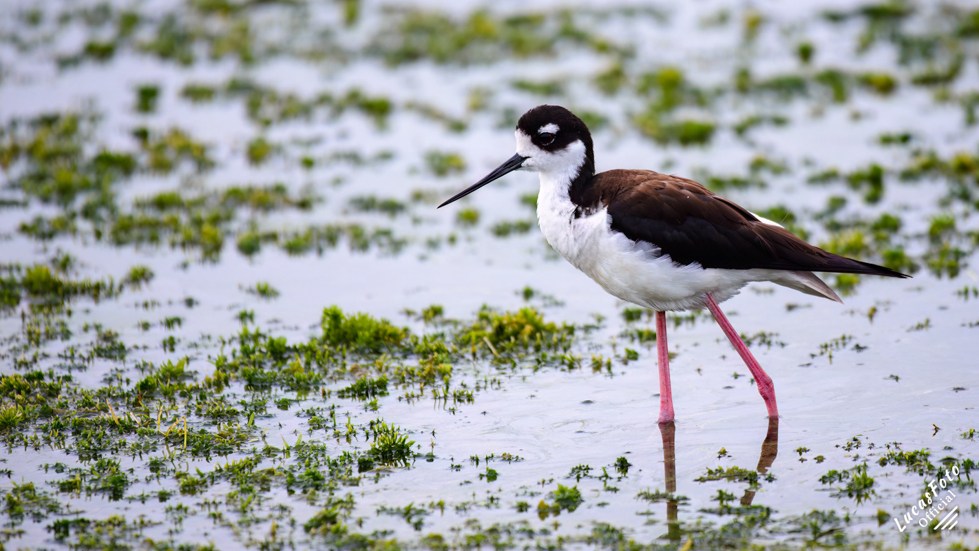 Black-necked Stilt