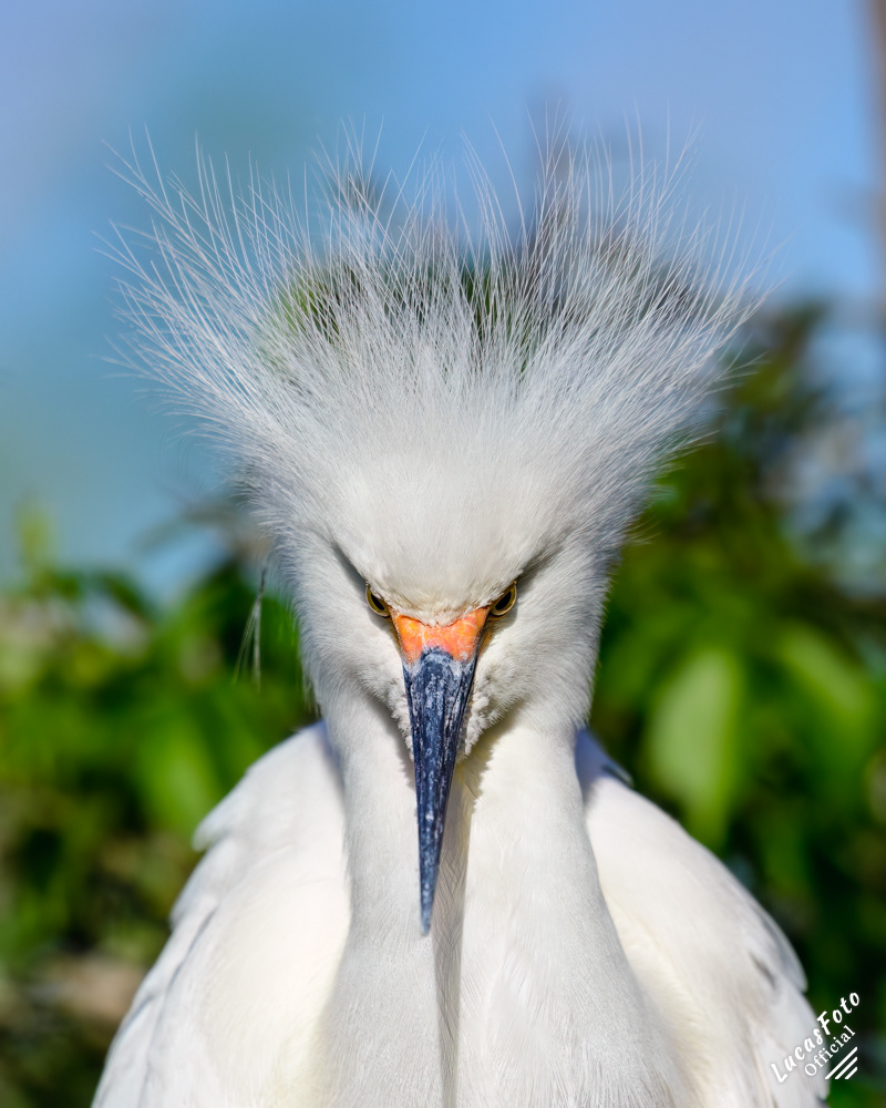 Snowy Egret