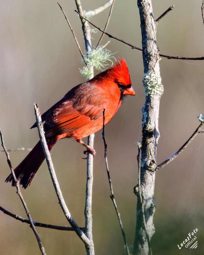Northern Cardinal