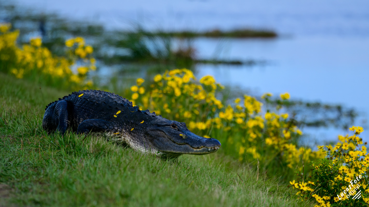 Alligator