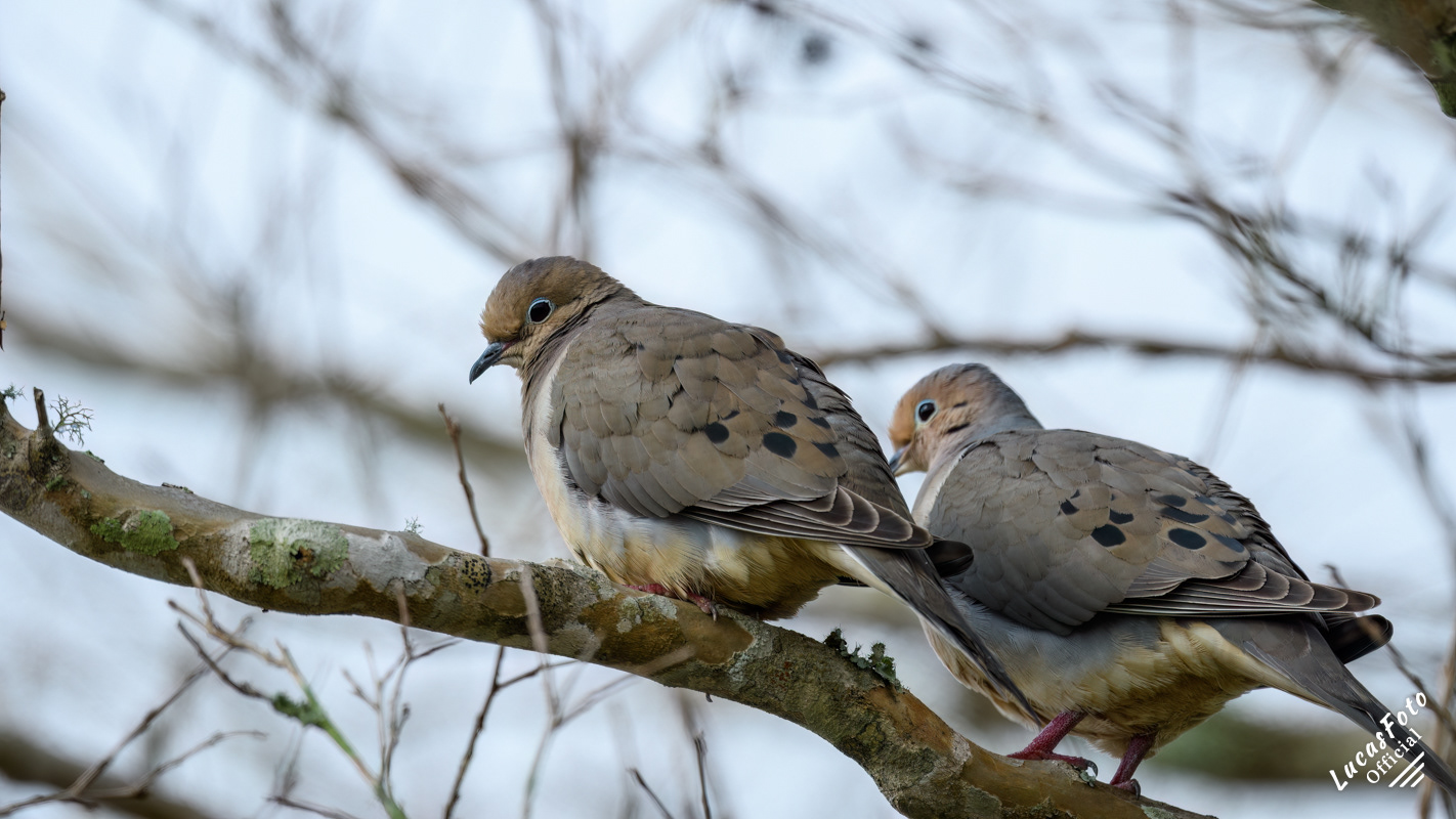 Mourning Dove