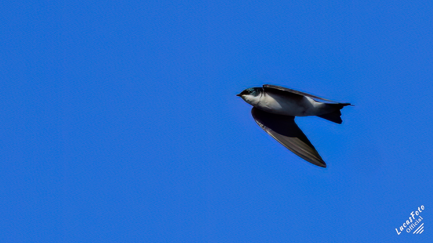 Tree Swallow