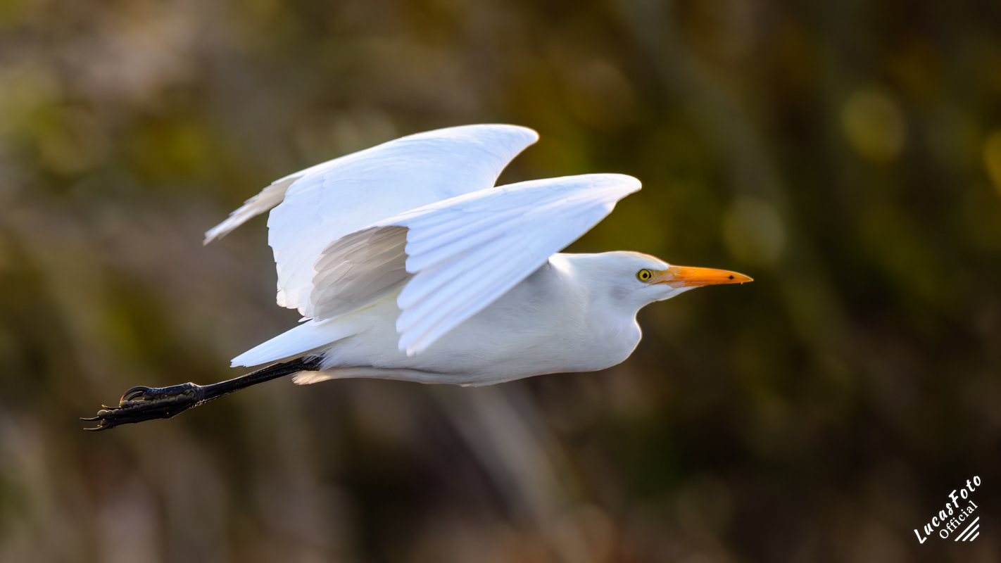 Cattle Egret